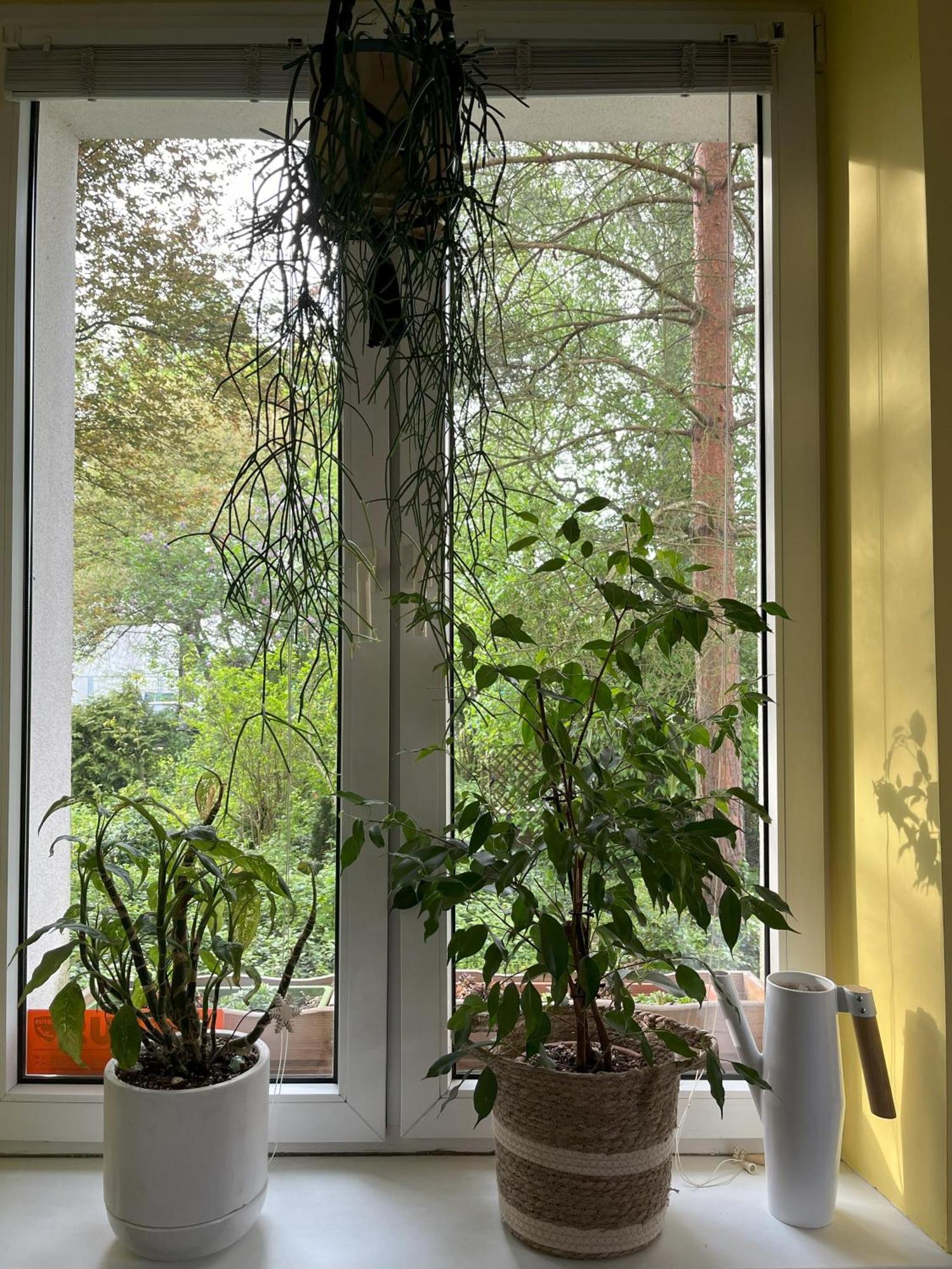 Greenthumb Praska Красков Екстериор снимка